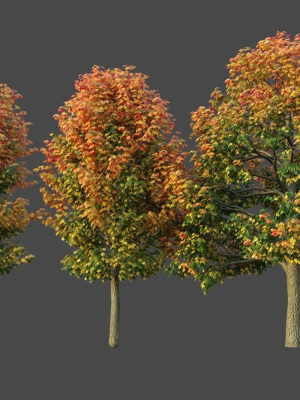 XfrogPlants Sugar Maple - Acer Saccharum