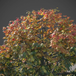 XfrogPlants Sugar Maple - Acer Saccharum