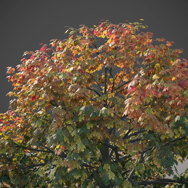 XfrogPlants Sugar Maple - Acer Saccharum