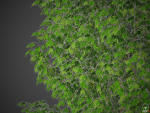 XfrogPlants Sugar Maple - Acer Saccharum