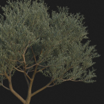 XfrogPlants Wolf Willow - Eleagnus Commutata