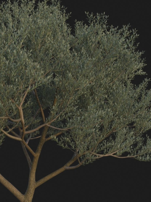xfrogplants-wolf-willow-eleagnus-commutata-3d-model-animated-max-obj-fbx-blend-GrowFX
