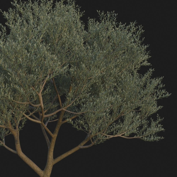 XfrogPlants Wolf Willow - Eleagnus Commutata