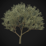 XfrogPlants Wolf Willow - Eleagnus Commutata