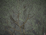 XfrogPlants Wolf Willow - Eleagnus Commutata