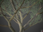 XfrogPlants Wolf Willow - Eleagnus Commutata