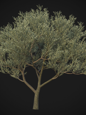 XfrogPlants Wolf Willow - Eleagnus Commutata