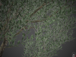 XfrogPlants Wolf Willow - Eleagnus Commutata