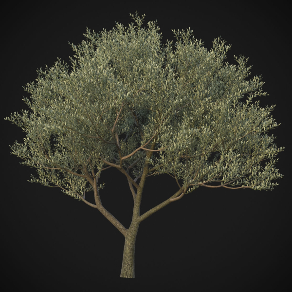 XfrogPlants Wolf Willow - Eleagnus Commutata