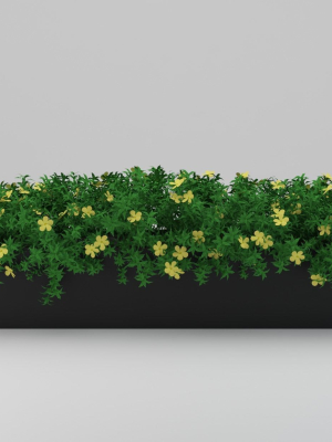 Yellow Flowering Plant 3d Model