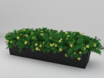 Yellow Flowering Plant 3d Model