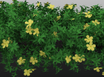 Yellow Flowering Plant 3d Model