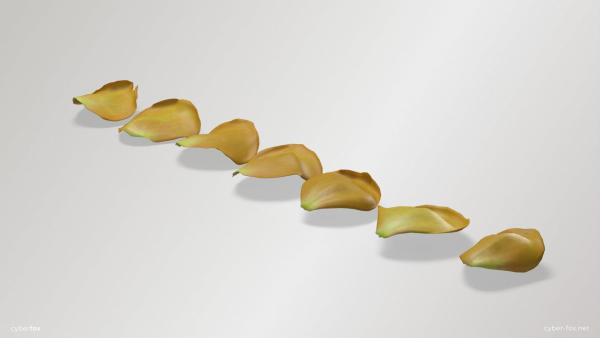 Yellow Rose Petals