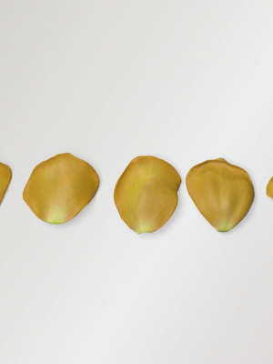 Yellow Rose Petals