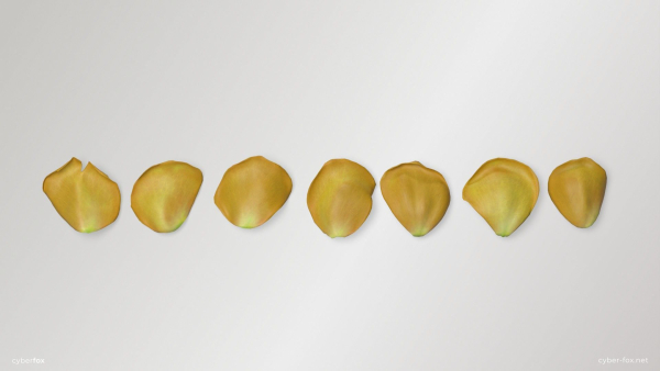 Yellow Rose Petals