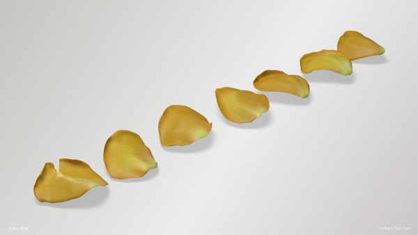 Yellow Rose Petals