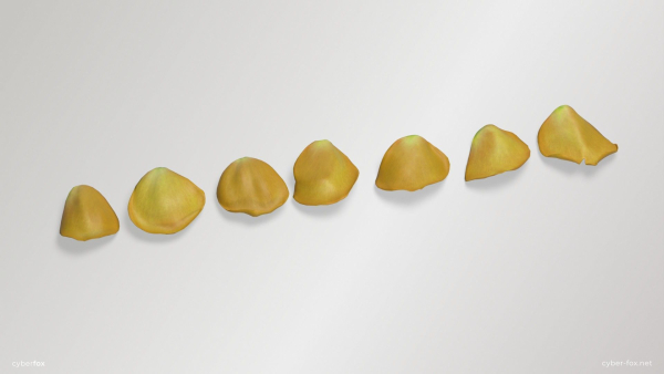 Yellow Rose Petals