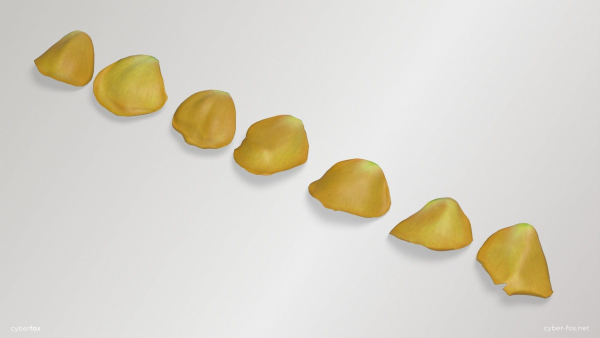 Yellow Rose Petals
