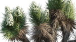 Yucca Brevifolia - Joshua Tree - 01