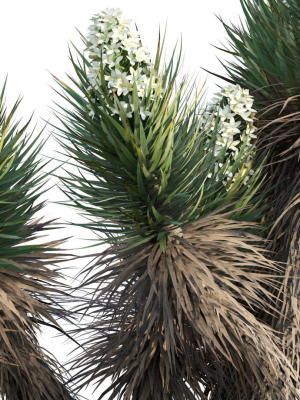 yucca-brevifolia-joshua-tree-01-3d-model