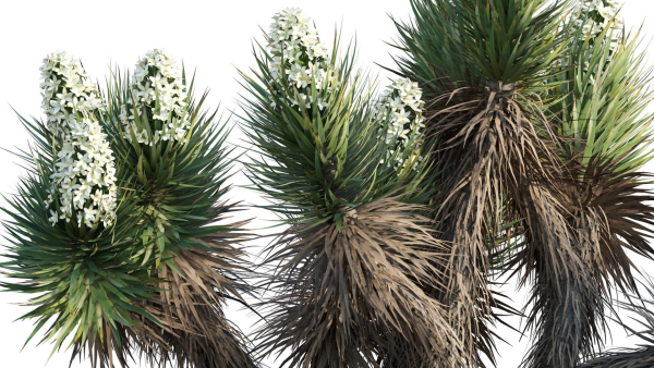 Yucca Brevifolia - Joshua Tree - 01