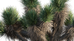 Yucca Brevifolia - Joshua Tree - 01