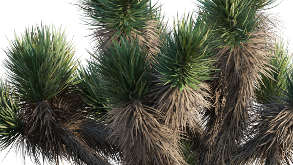 Yucca Brevifolia - Joshua Tree - 01