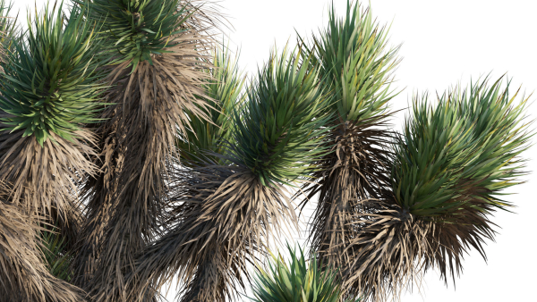Yucca Brevifolia - Joshua Tree - 01