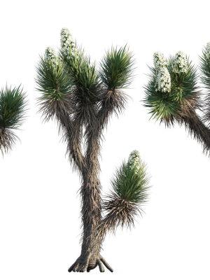 Yucca Brevifolia - Joshua Tree - 01