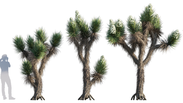 Yucca Brevifolia - Joshua Tree - 01