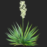 Yucca filamentosa