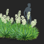 Yucca filamentosa