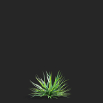 Yucca filamentosa