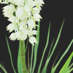Yucca filamentosa