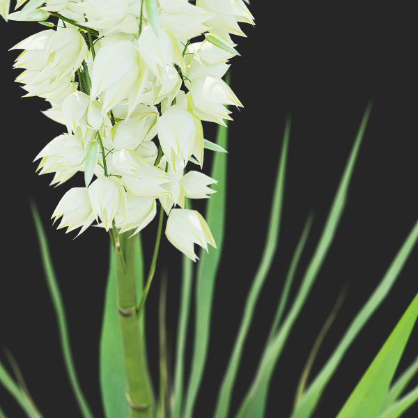 Yucca filamentosa