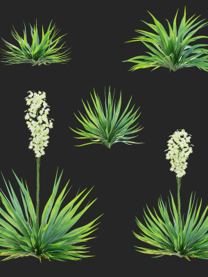 yucca-filamentosa-3d-model-443e22f904