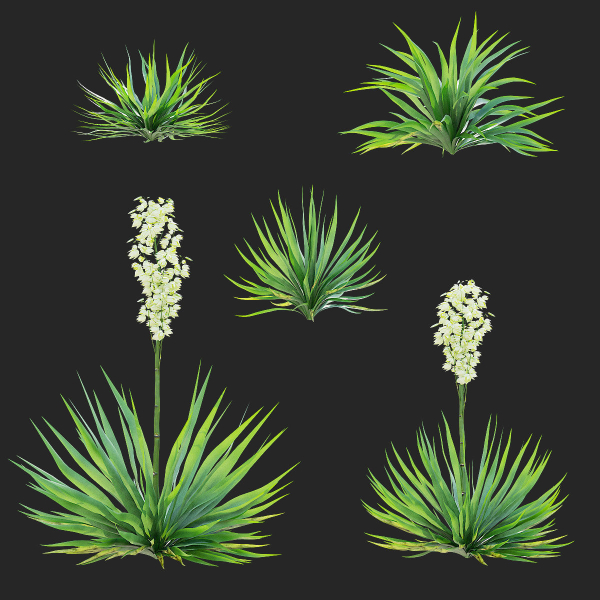 Yucca filamentosa