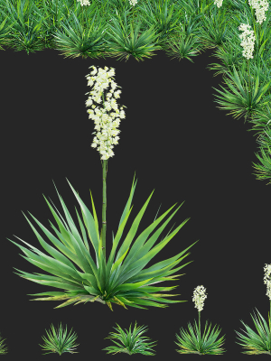 Yucca filamentosa