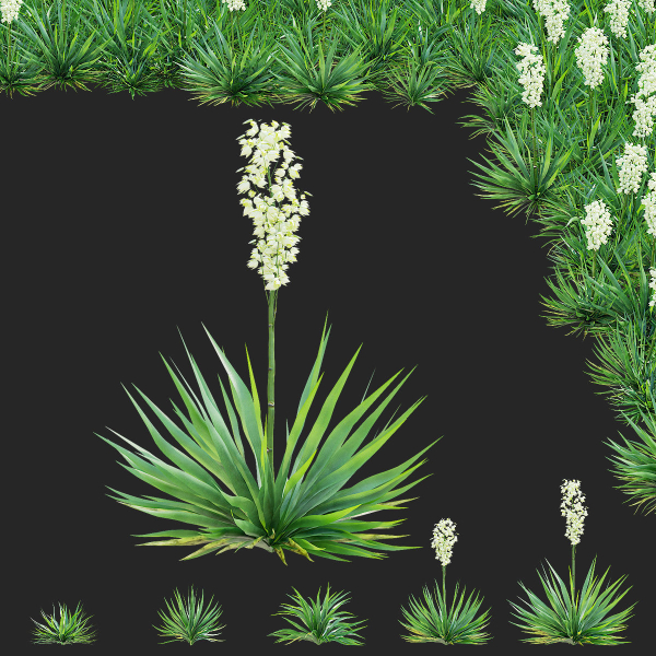 Yucca filamentosa
