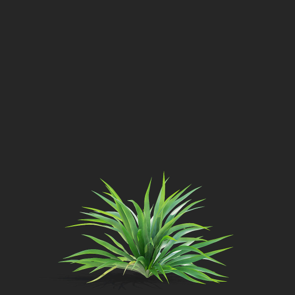 Yucca filamentosa