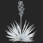 Yucca filamentosa