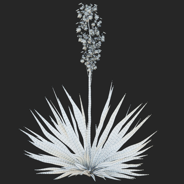 Yucca filamentosa