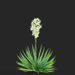 Yucca filamentosa