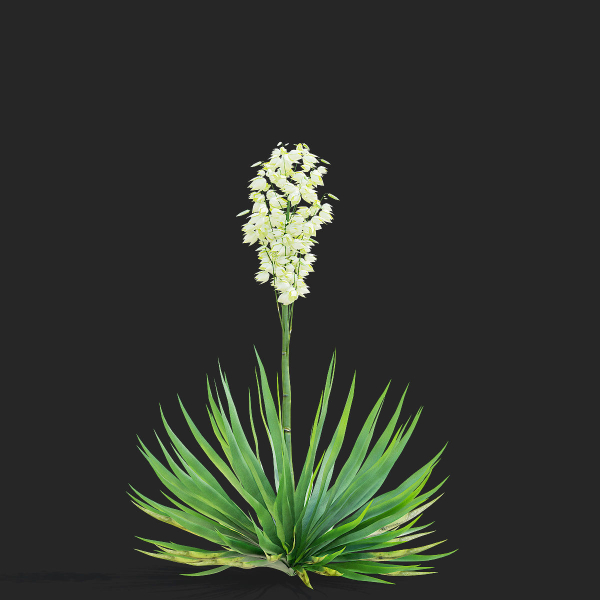Yucca filamentosa