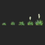 Yucca filamentosa
