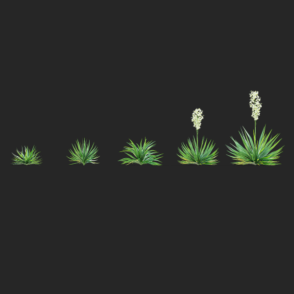 Yucca filamentosa