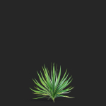 Yucca filamentosa
