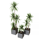 Yucca pot Collection of plants
