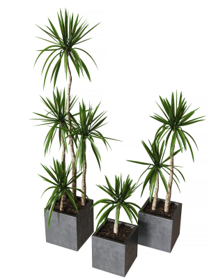 yucca-pot-collection-of-plants-3d-model-rigged-max-fbx-mat