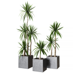 Yucca pot Collection of plants